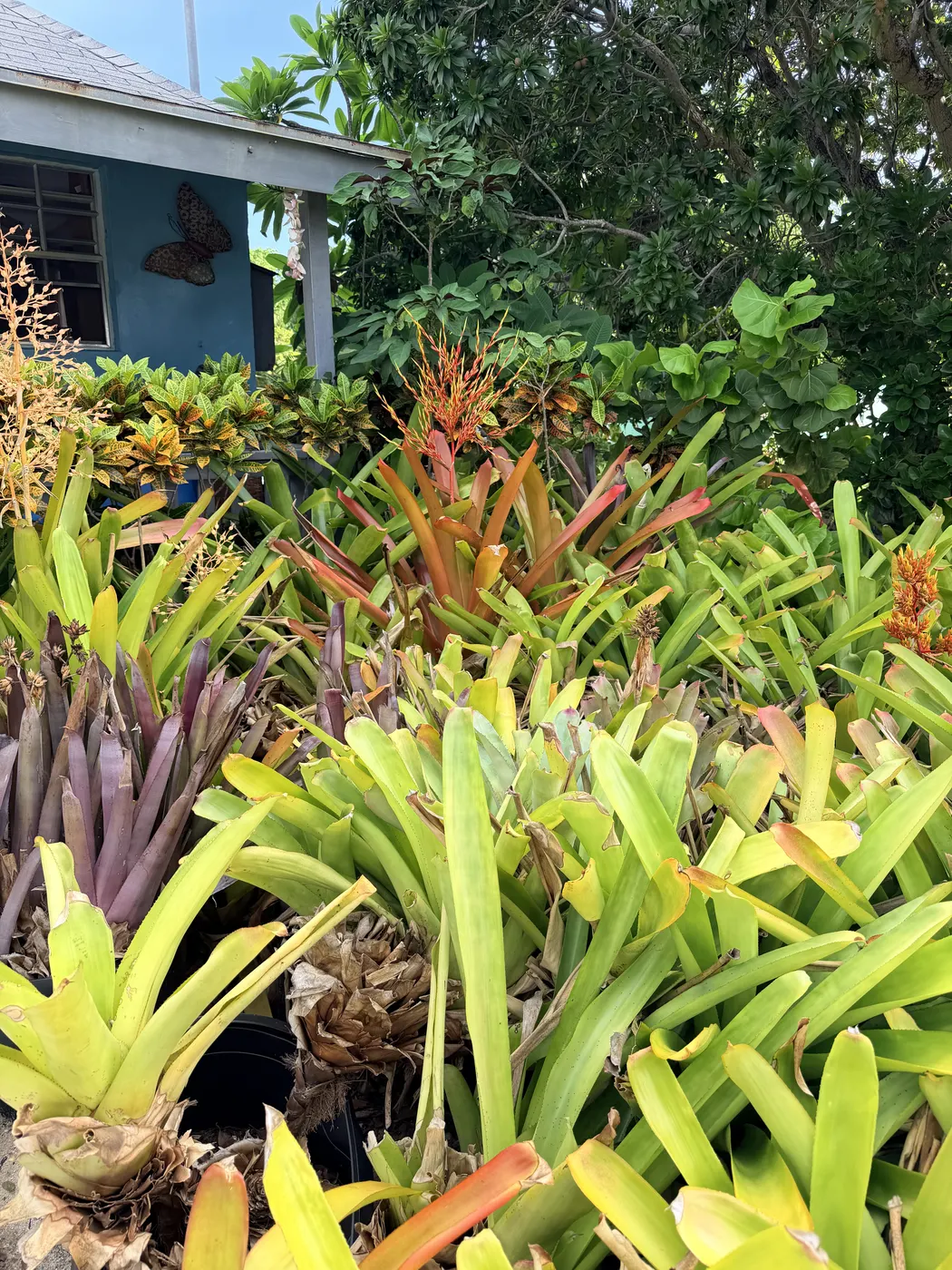 Bright orange and green bromeliads in an island garden