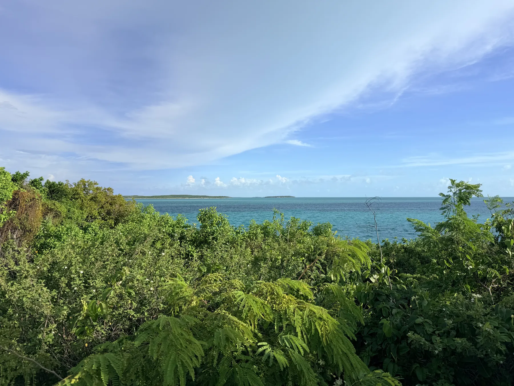 Blue water seen through island trees under a bright sky